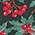 Winterberry Beauty Peplum Blouse